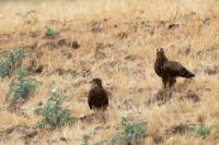 Aquila nipalensis