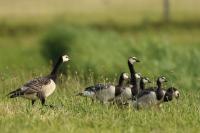 Branta leucopsis