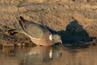 Columba palumbus