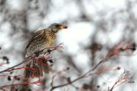 Turdus pilaris