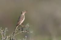 Kazakhstan FAUNA