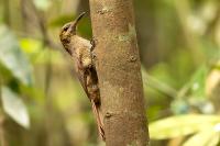 Mexico FAUNA