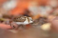 Calidris minuta