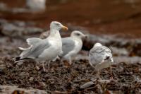 Larus argentatus