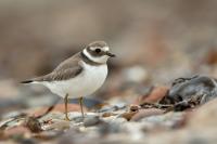 Charadrius hiaticula