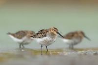 Calidris alpina