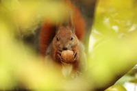 Red squirrel