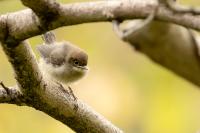 Madeira fauna