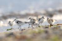 Calidris alba