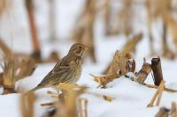 Emberiza calandra