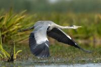 Ardea cinerea