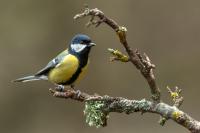 Parus major