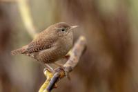 Troglodytes troglodytes