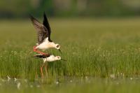 Hungary - FAUNA