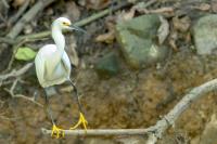 Dominican Republic-FAUNA