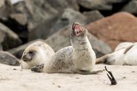 Harbor seal