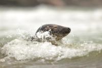 Grey seal