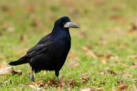 Corvus frugilegus