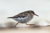 Calidris maritima