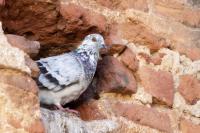 Columba livia domestica