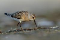 Calidris ferruginea