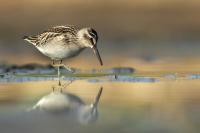 Calidris falcinellus