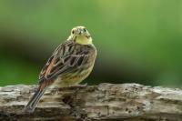 Emberiza citrinella