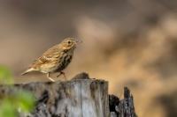 Anthus trivialis