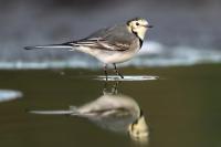 Motacilla alba