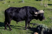 African buffalo