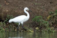 Egretta garzetta