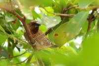 Lonchura punctulata