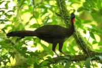 Costa Rica fauna