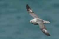 Iceland - fauna