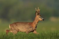 Roe deer