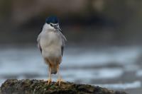 Nycticorax nycticorax