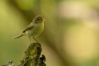 Phylloscopus collybita