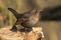 Turdus merula