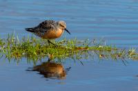 Calidris canutus