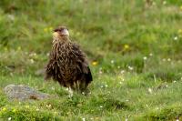 Caracara plancus