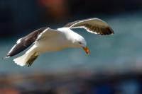 Larus dominicanus