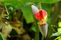 Costa Rica flowers