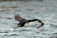 Phalacrocorax atriceps