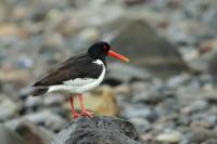 Haematopus ostralegus