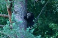 Brown bear