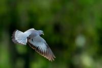 Columba oenas