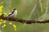 Ficedula hypoleuca