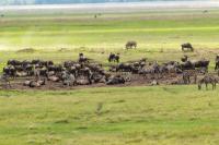 Blue wildebeest