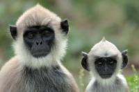 Sri Lanka FAUNA