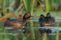 Podiceps nigricollis